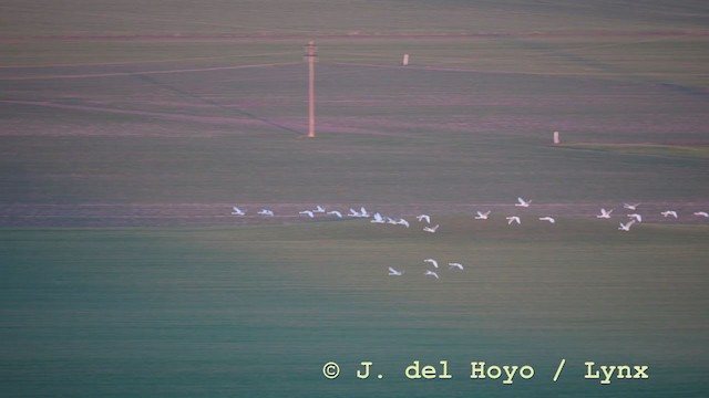 Tundra Swan (Bewick's) - ML210931251