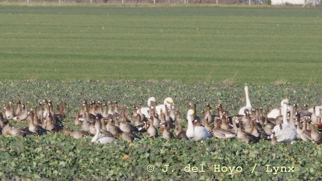 Whooper Swan - ML210931421