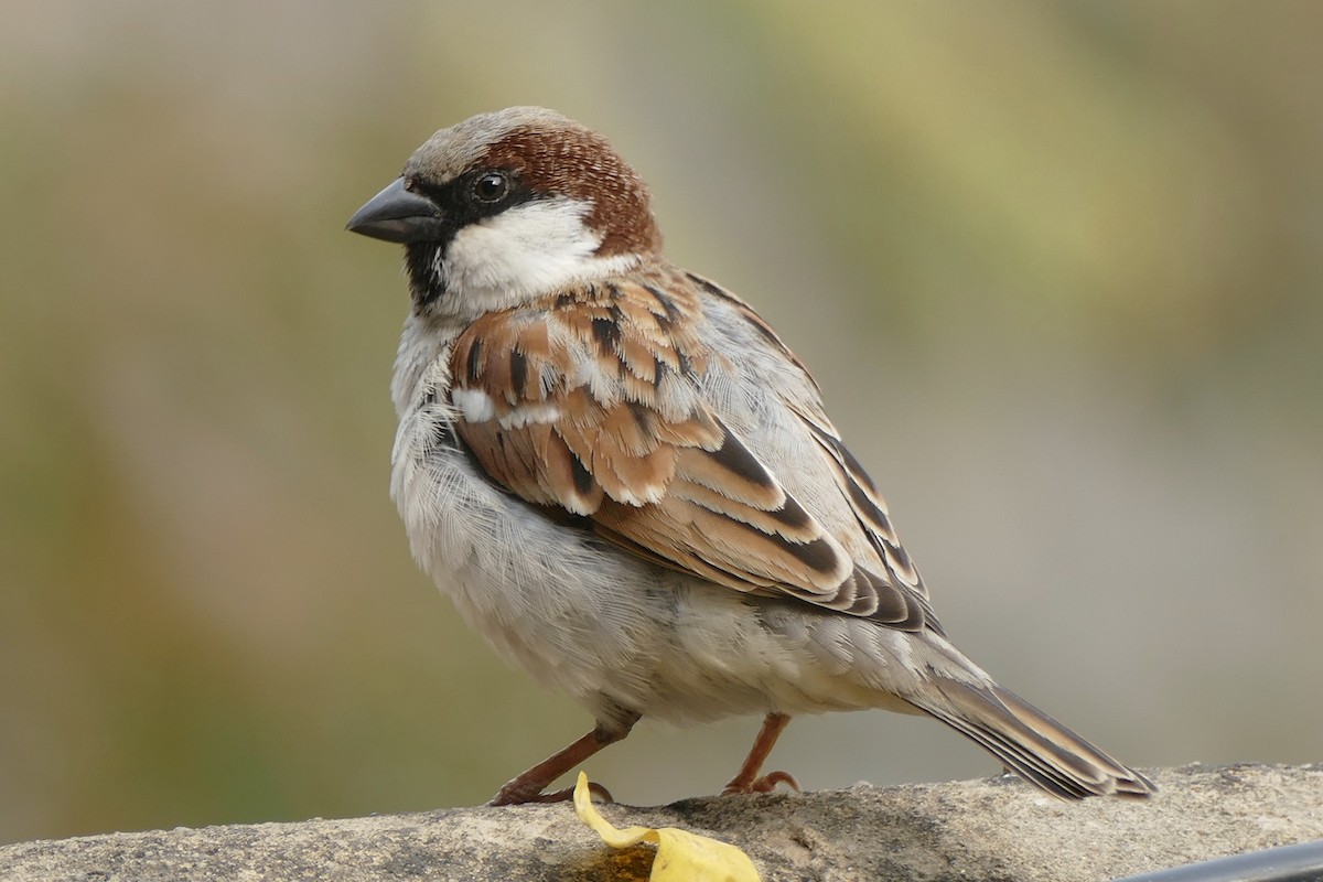 House Sparrow - Peter Kaestner