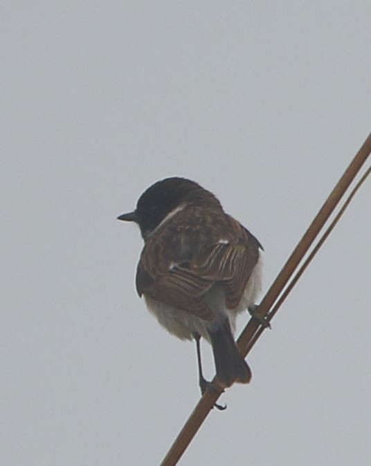 White-tailed Stonechat - ML210933031