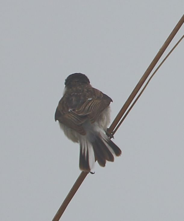 White-tailed Stonechat - ML210933041