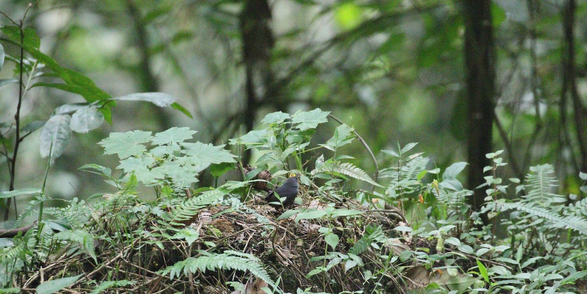 Santa Marta Tapaculo - simon walkley