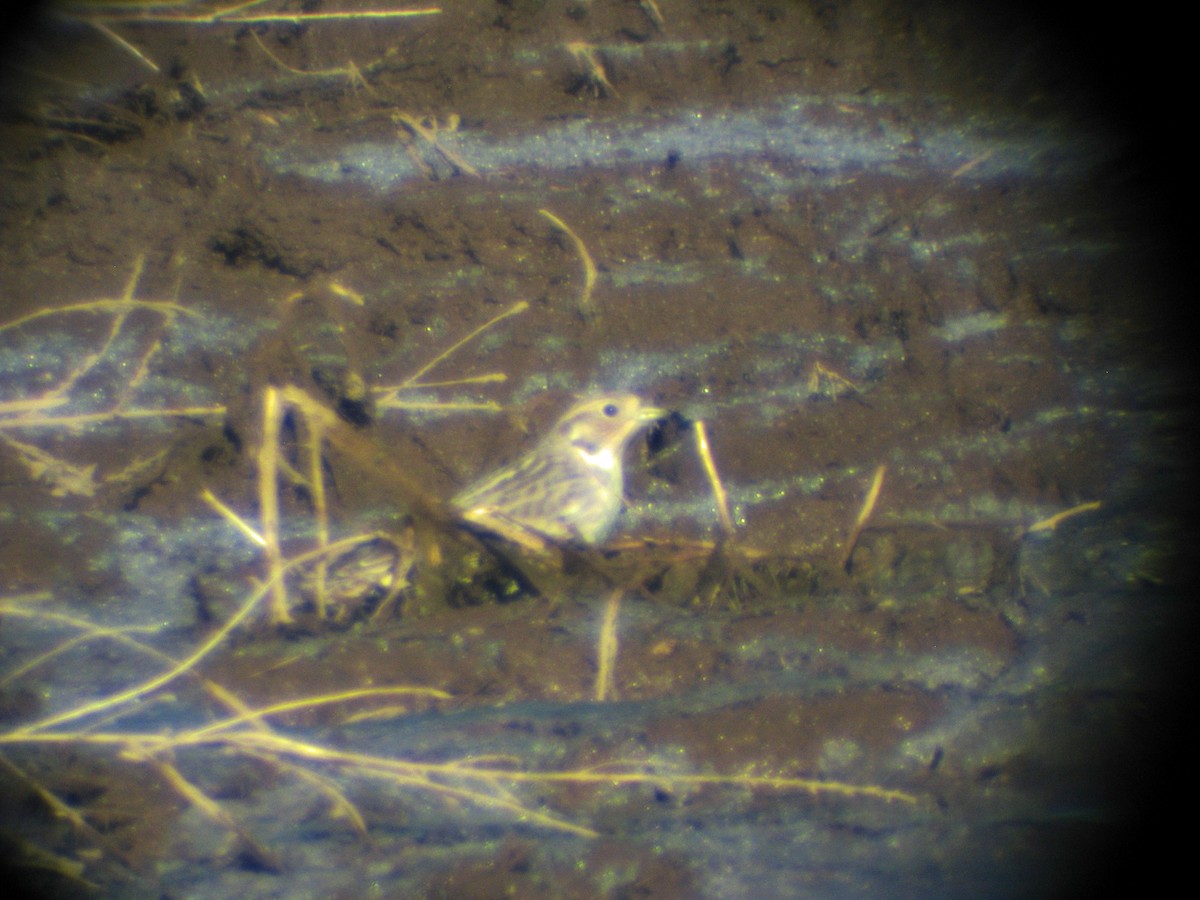 Chestnut-collared Longspur - ML210934241