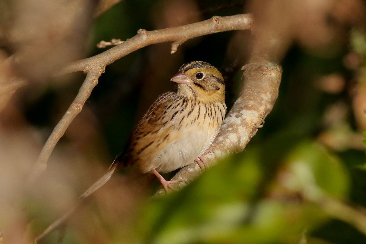 Henslow's Sparrow - Michael O'Brien