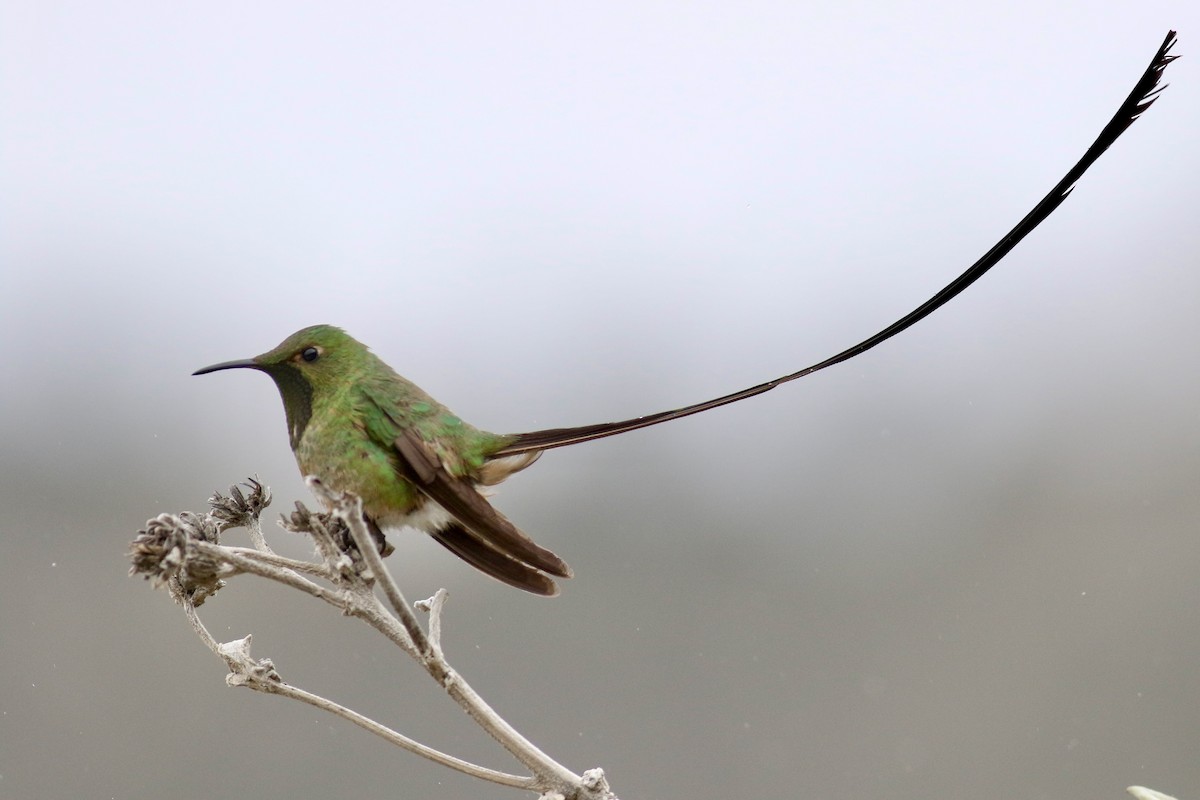 Black-tailed Trainbearer - Anton Liebermann