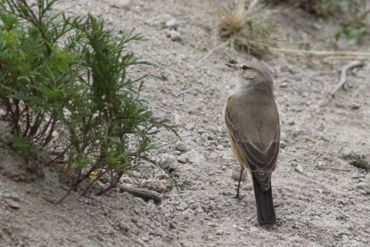 Spot-billed Ground-Tyrant - Anton Liebermann