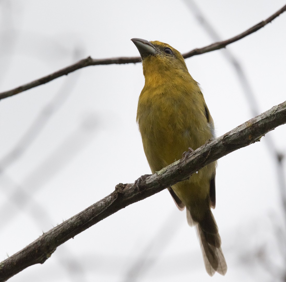 Hepatic Tanager (Highland) - Lars Petersson | My World of Bird Photography