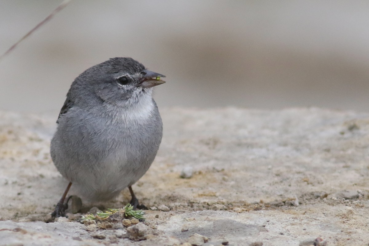 Ash-breasted Sierra Finch - Anton Liebermann
