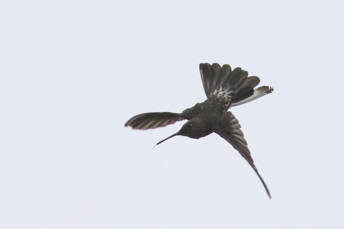 Исполинский колибри - ML210936801