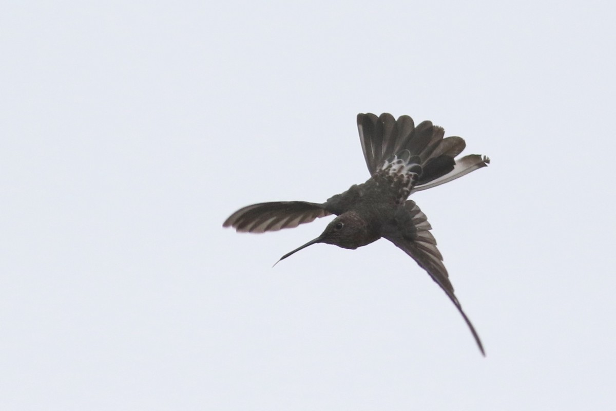 Giant Hummingbird - ML210936801