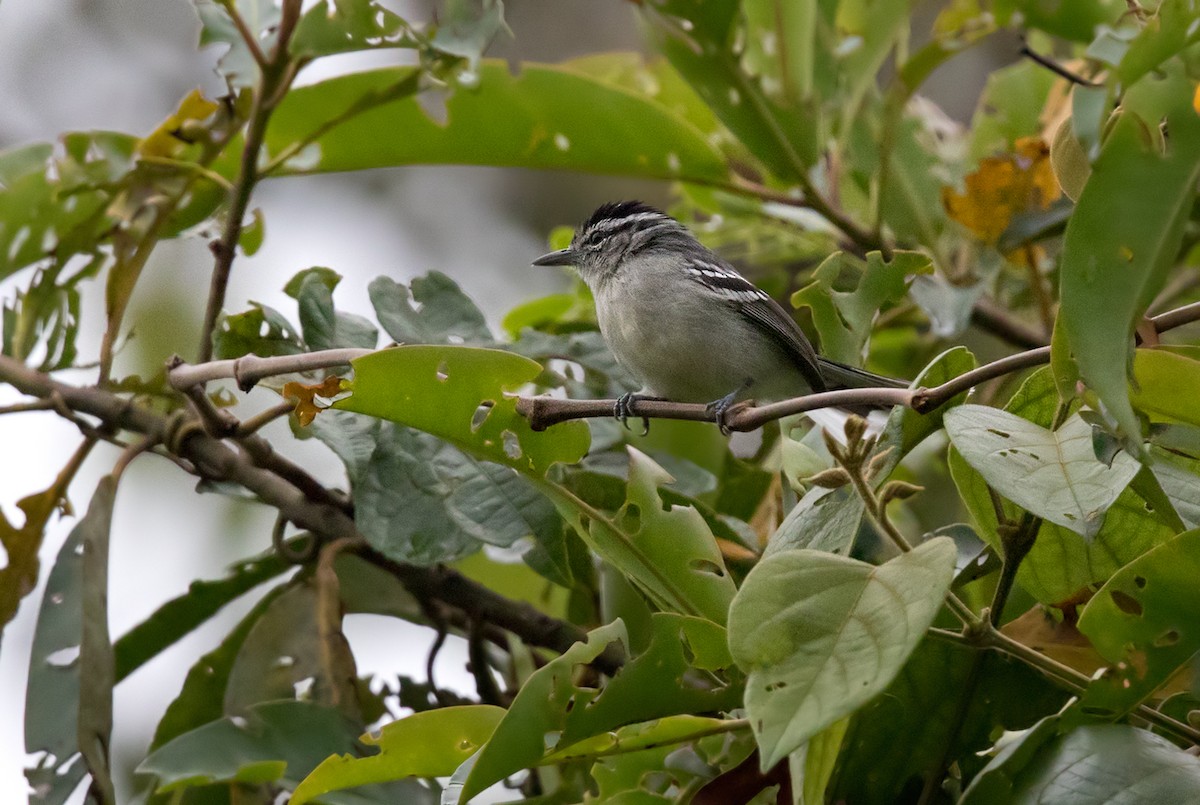 Creamy-bellied Antwren - ML210936931