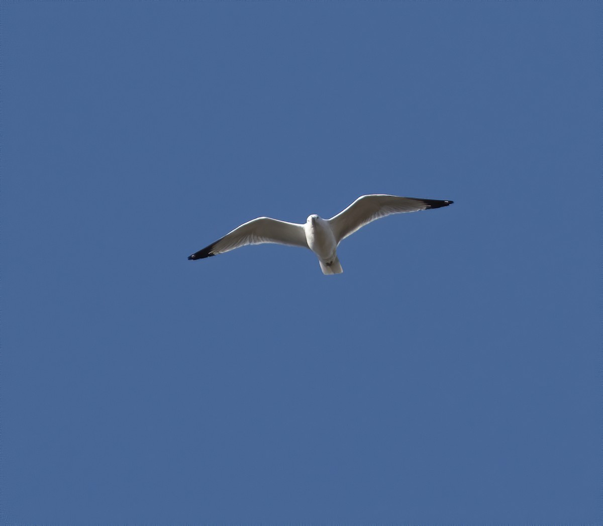 Ring-billed Gull - ML210940011