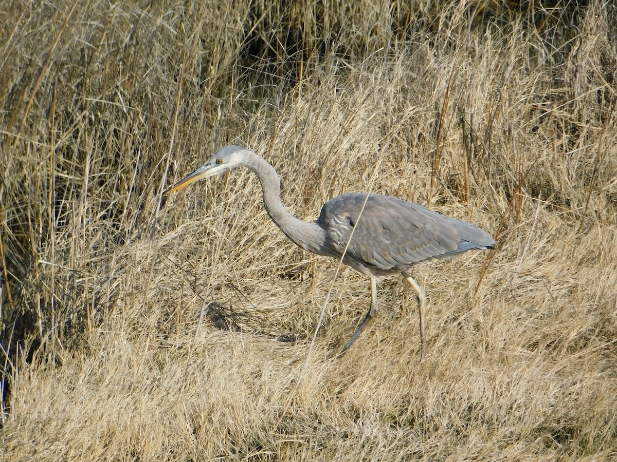 Great Blue Heron - Luis Mendes