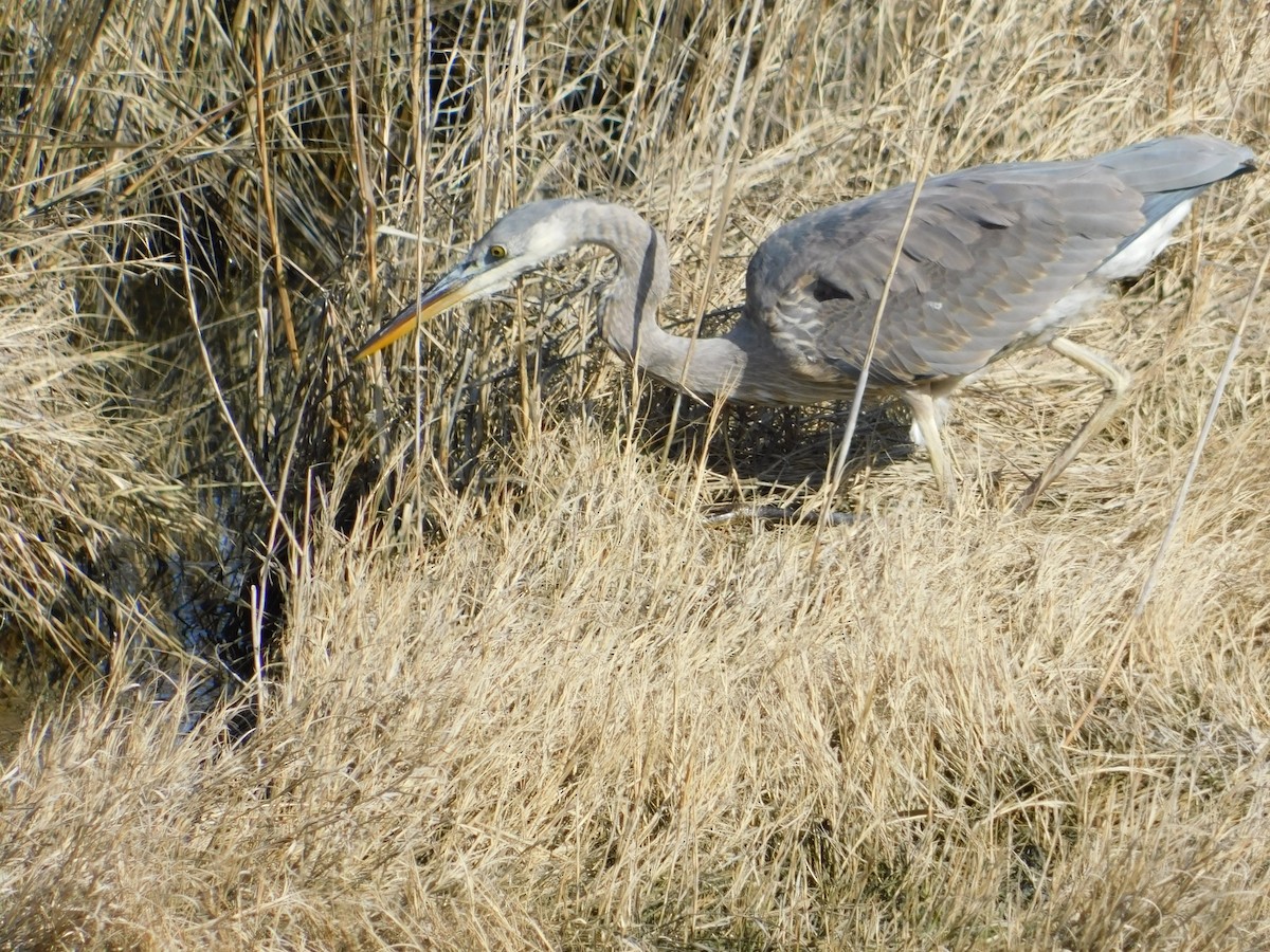 Great Blue Heron - Luis Mendes