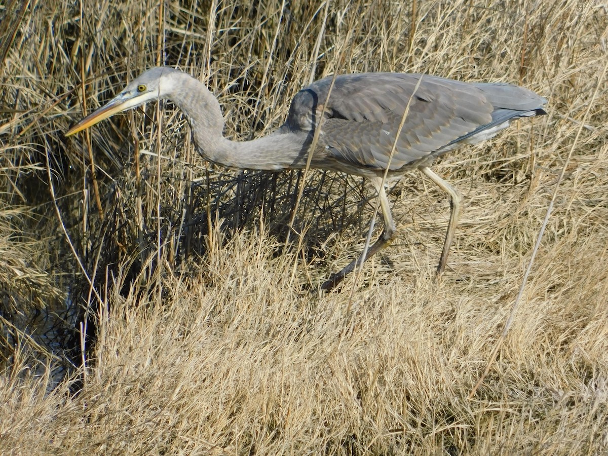 Great Blue Heron - Luis Mendes