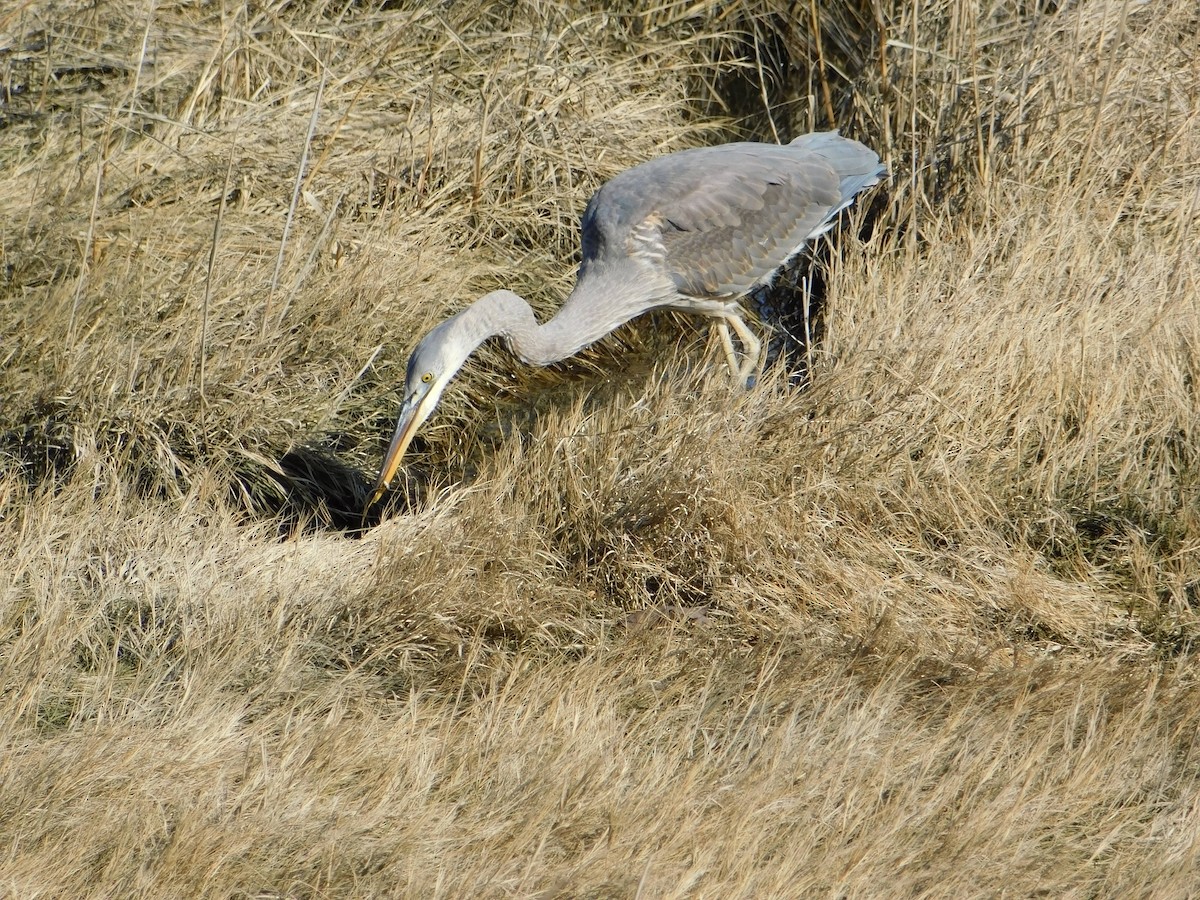 Great Blue Heron - Luis Mendes