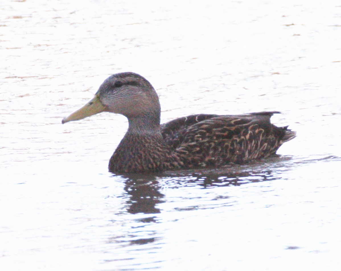 Mexican Duck - ML210941351