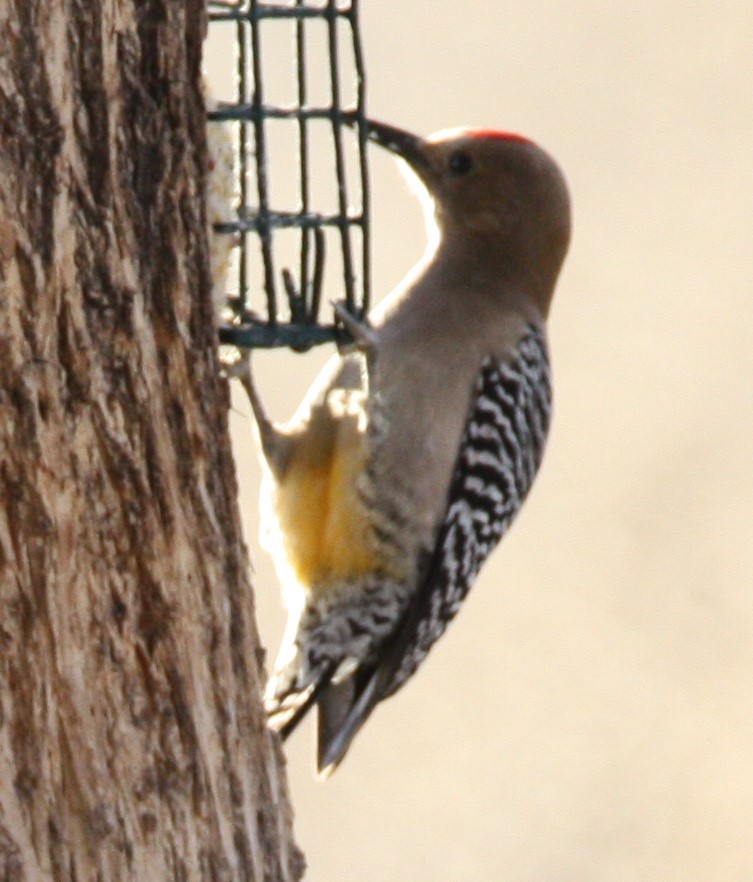 Gila Woodpecker - ML210941731