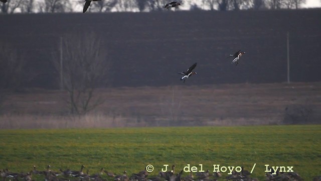 Red-breasted Goose - ML210941831