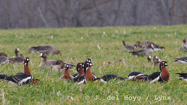 Red-breasted Goose - ML210941941