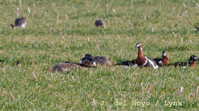 Red-breasted Goose - ML210941951