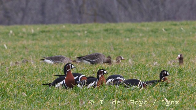 berneška rudokrká - ML210941971