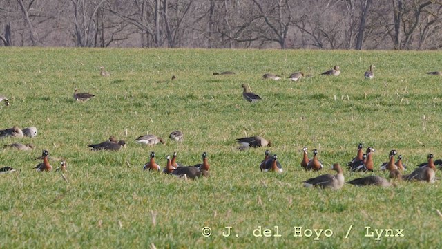 Branta lepagorria - ML210943581