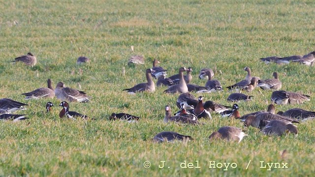 Red-breasted Goose - ML210943601