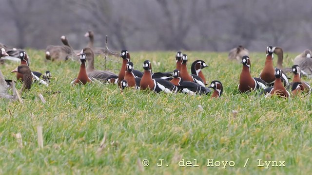 Red-breasted Goose - ML210943621