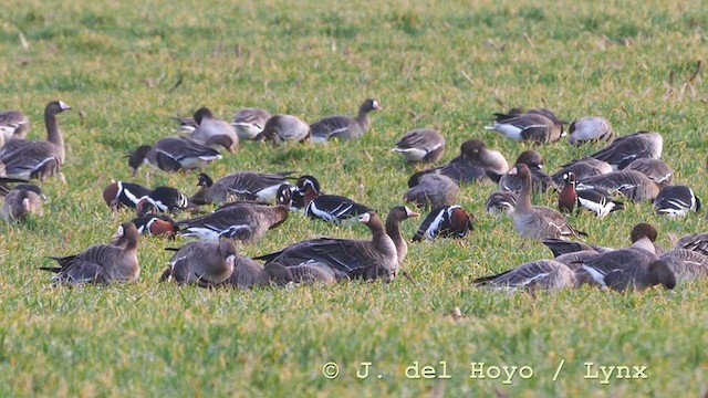 Red-breasted Goose - ML210943651