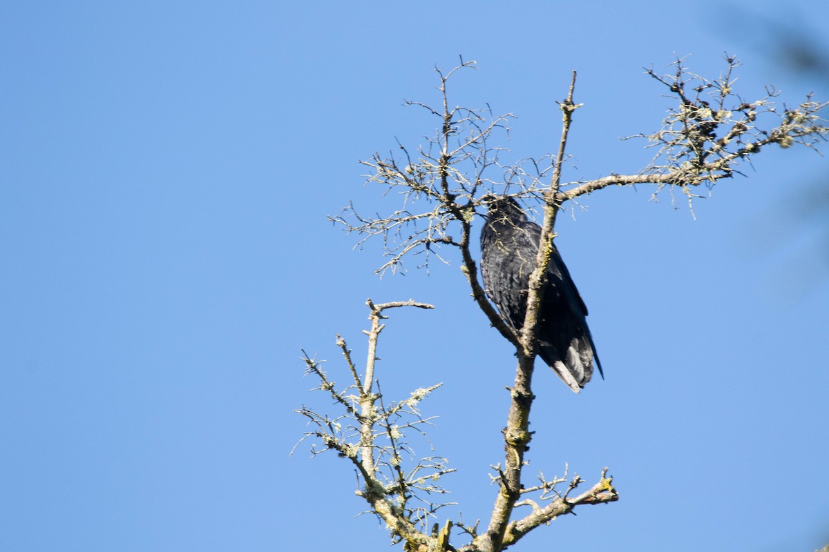 Common Raven - Steven Williams