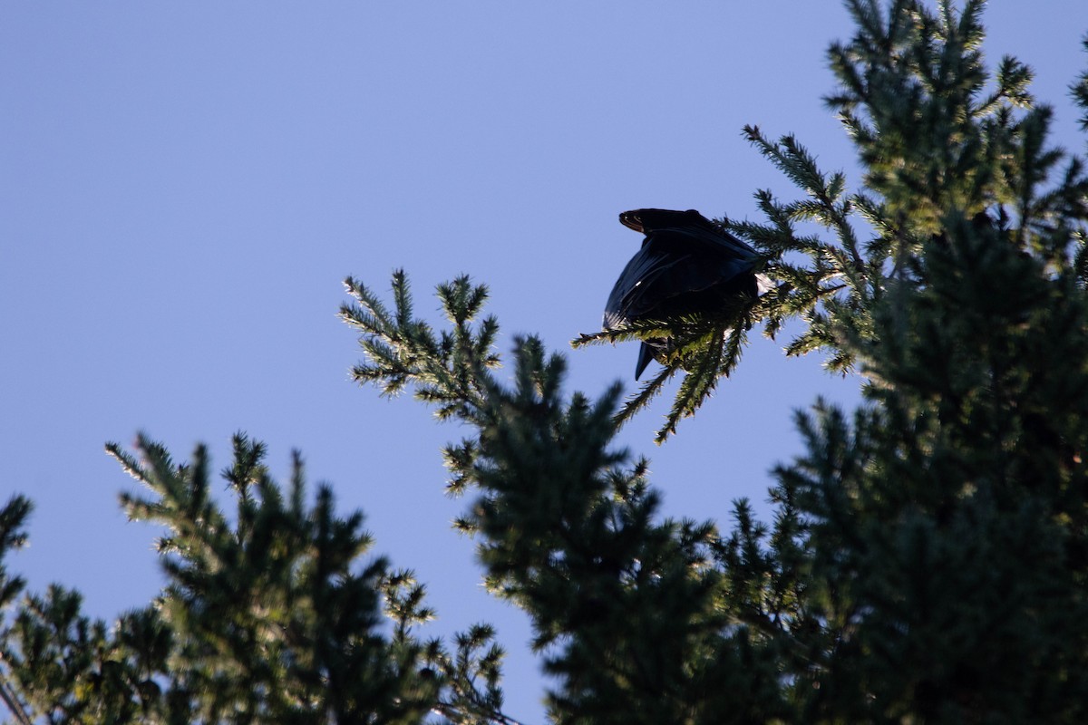 Common Raven - ML210944771