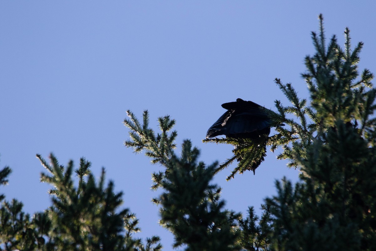 Common Raven - ML210944781