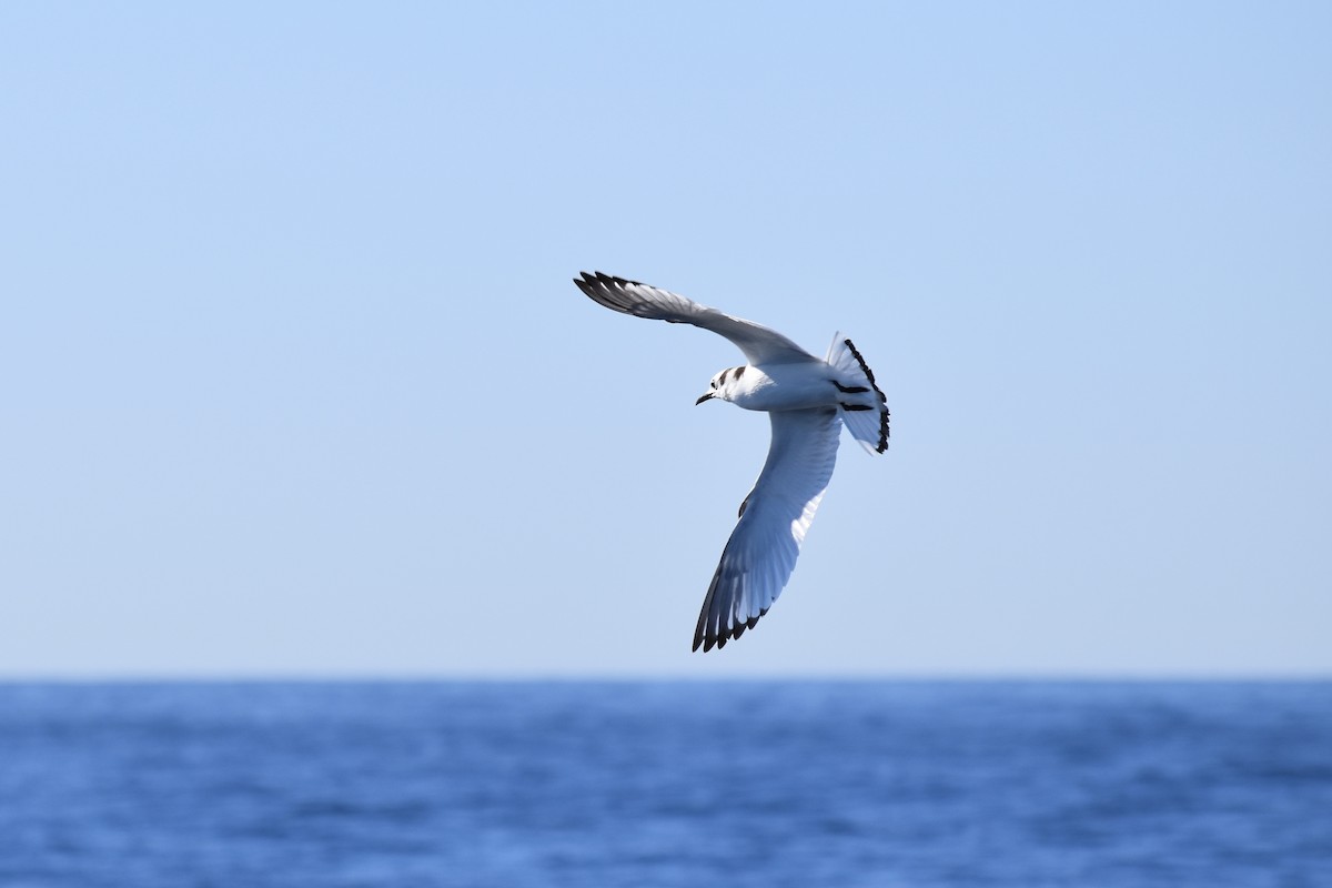 Mouette tridactyle - ML210946501