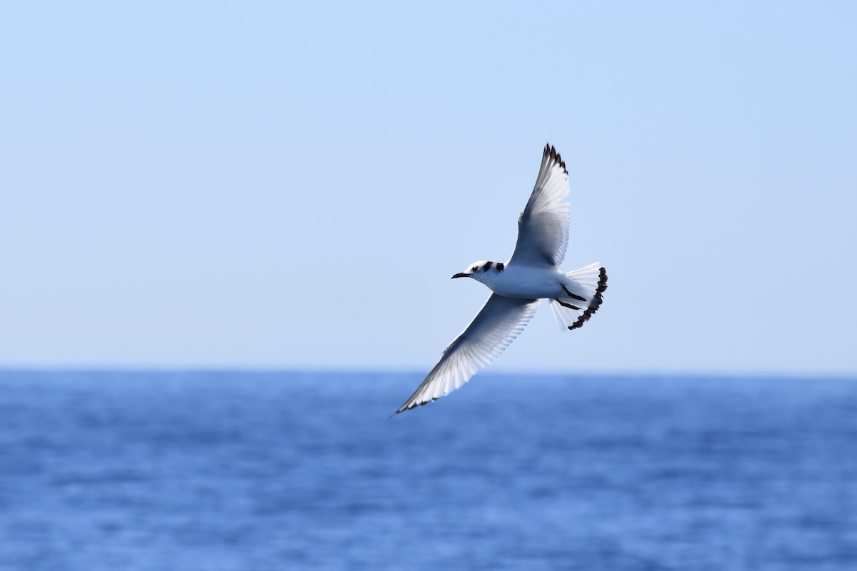 Mouette tridactyle - ML210946511