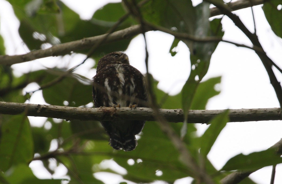 Andean Pygmy-Owl - ML210947321