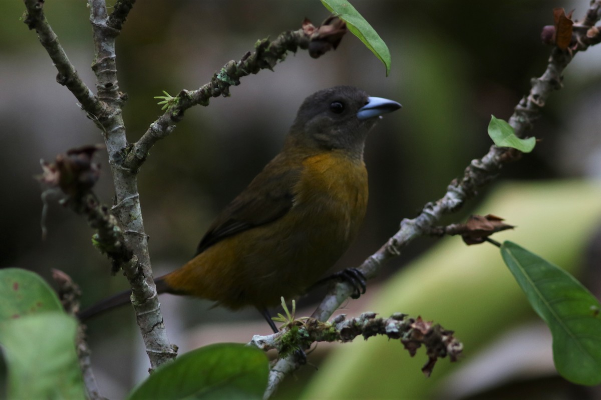 Scarlet-rumped Tanager - ML210948121