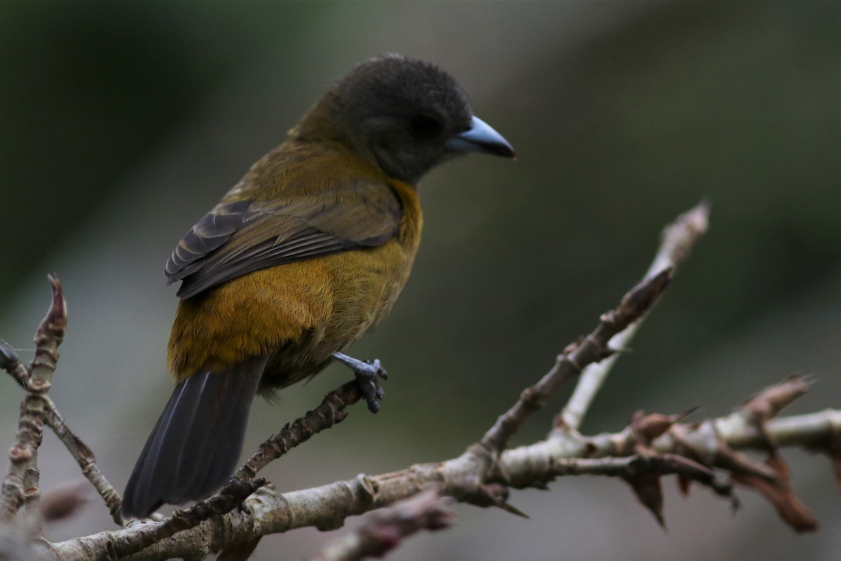 Scarlet-rumped Tanager - ML210948131