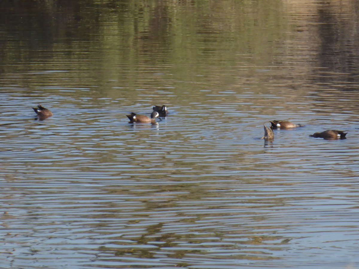 Blue-winged Teal - ML210948171