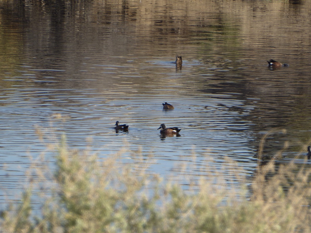 Blue-winged Teal - ML210948181