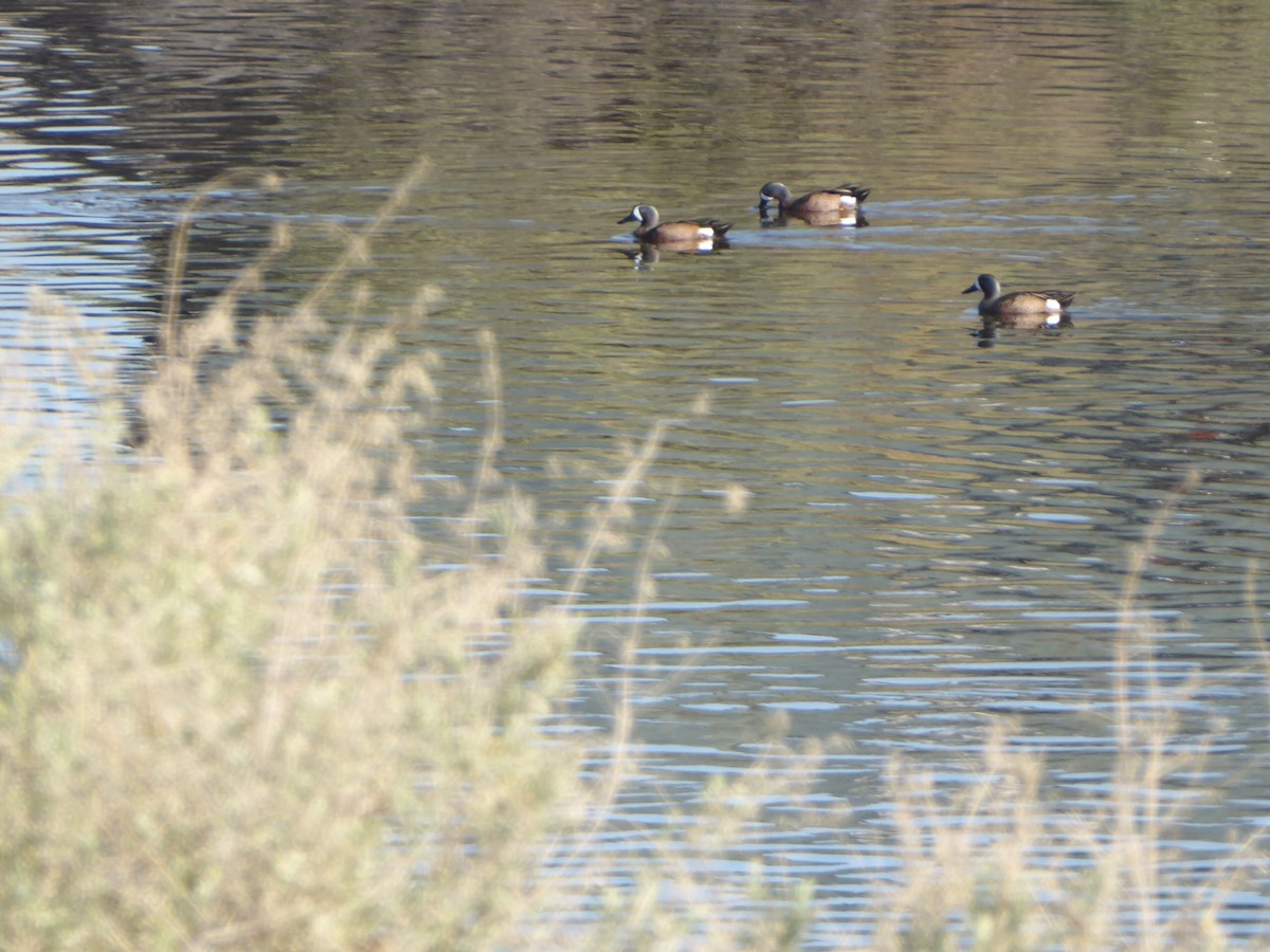 Blue-winged Teal - ML210948191