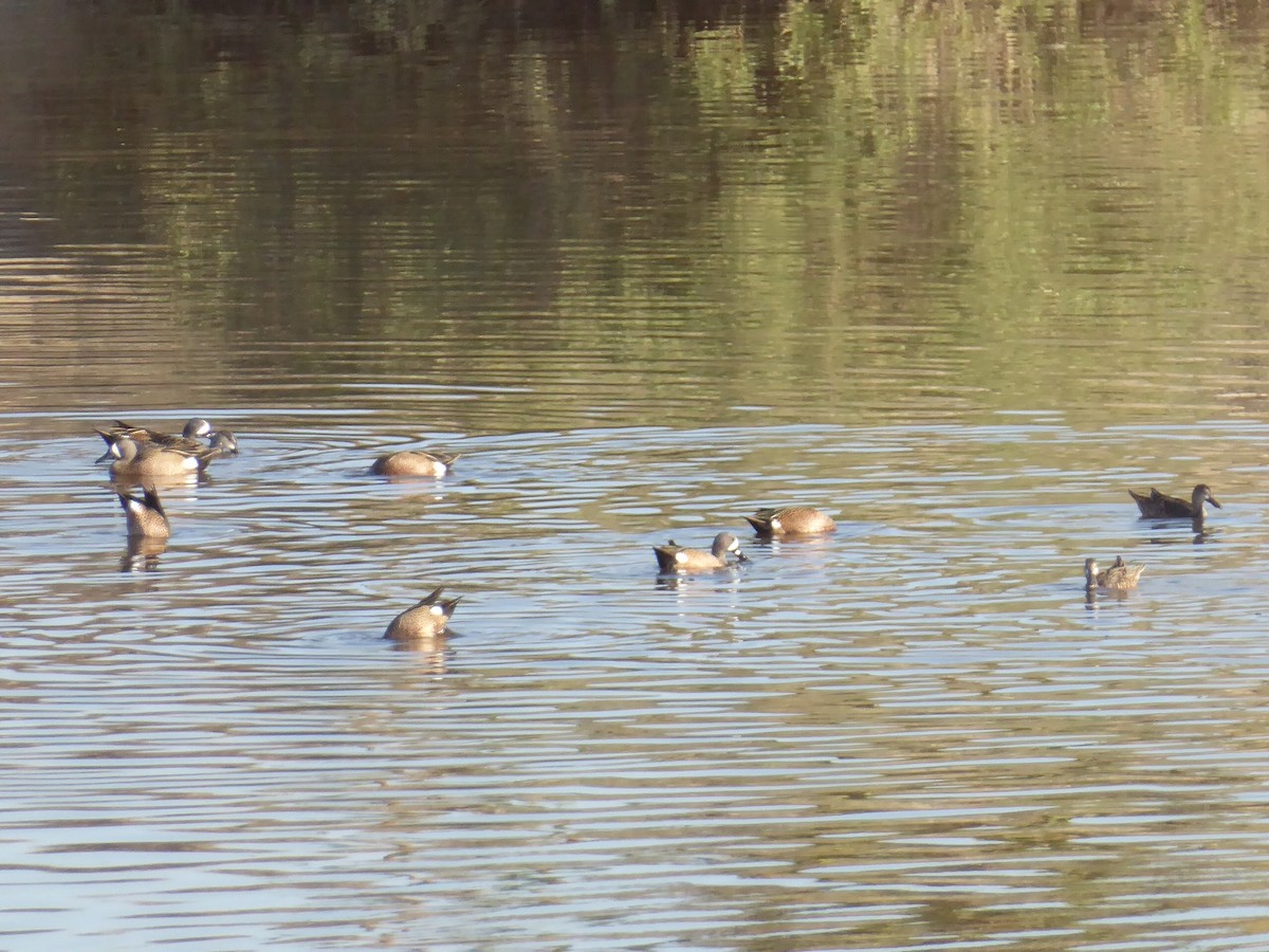 Blue-winged Teal - ML210948201
