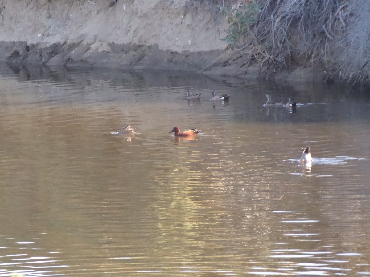 Cinnamon Teal - ML210948281