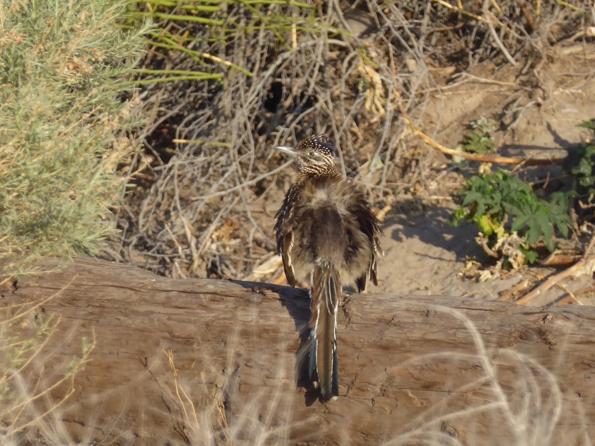 Greater Roadrunner - ML210948391