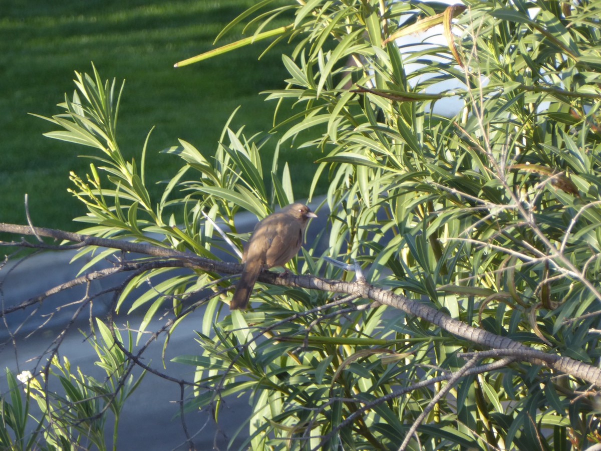 Abert's Towhee - ML210948471