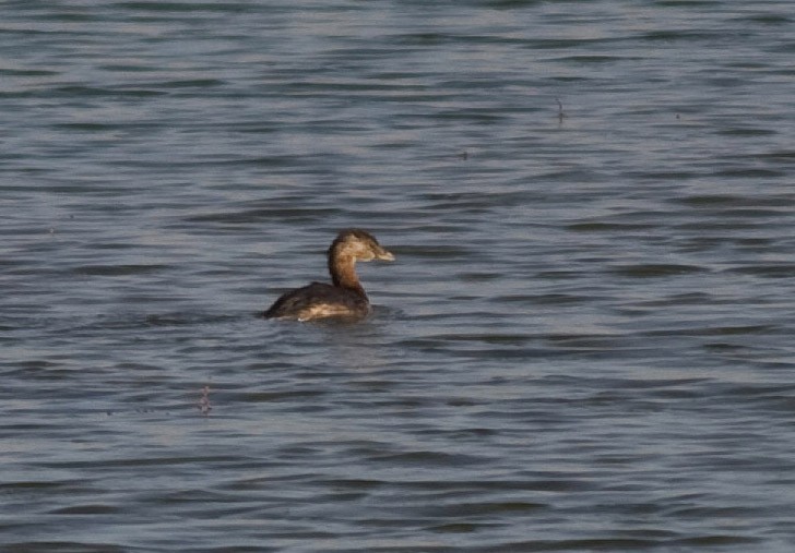 Pied-billed Grebe - ML21094871