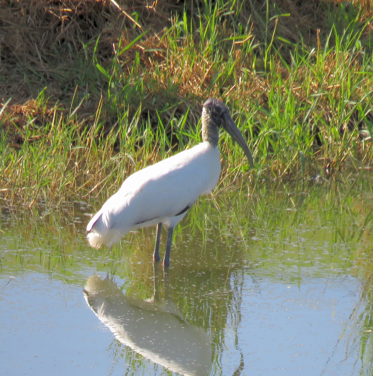 Wood Stork - ML210948711