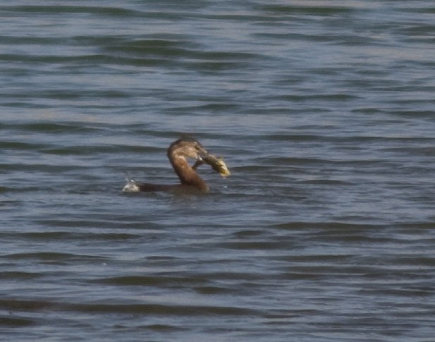 Pied-billed Grebe - ML21094881