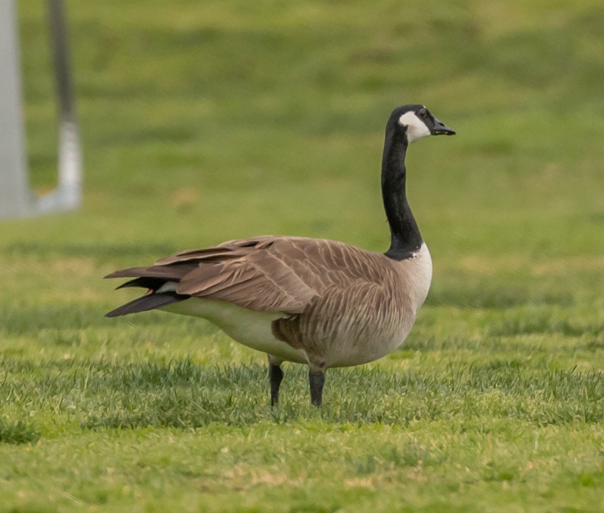 Canada Goose - ML210950571