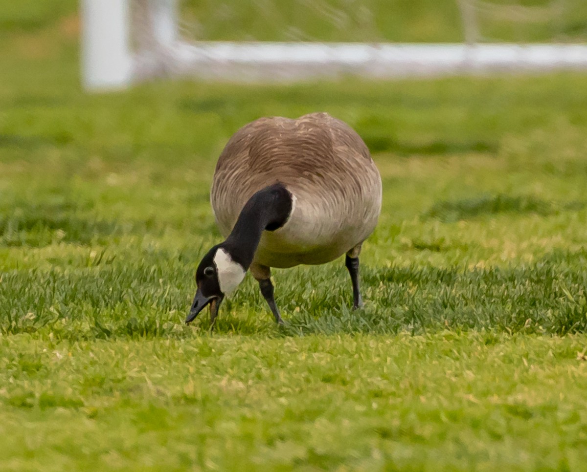 Canada Goose - ML210950591